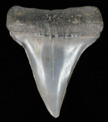 Fossil Mako Shark Tooth - Georgia #61687